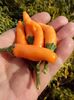 CHILLI DECORATIV - I
