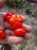 CHILLI DECORATIV - II
