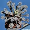 Kalanchoe tubiflora achizitionata