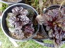 Ajuga reptans black scallop