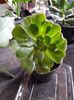 Aeonium arboreum-de curand inradacinat