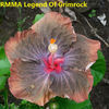 RMMA Legend Of Grimrock