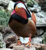 8a1393d2253c66a0413d4d10a0fa4bd9--melanistic-animals-mandarin-duck