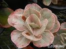 Echeveria ICE Age