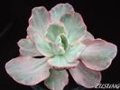 Echeveria flaying clouds