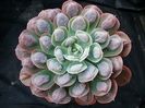 Echeveria raindrops