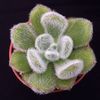 Echeveria bombycina