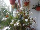 Begonia semperflorens,