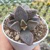 Lenophyllum guttatum
