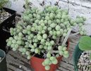 Tylecodon schaeferianus