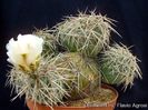 Tephrocactus alexanderi