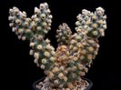 Tephrocactus molinensis