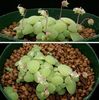 Crassula nemorosa