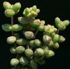 crassula brevifolia