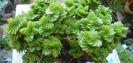 Crassula estagnol