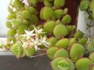 Crassula pellucida