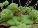 Crassula orbicularis