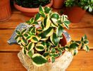 Crassula sarmentosa variegata-achizitionata