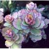 Kalanchoe laxiflora ssp violacea