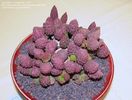 Adromischus marianae var herrei