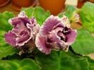 RS Gercoginia