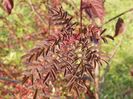 Burnet Irish Marbled