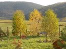 mesteceni