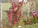 cotinus cogg. Royal Purple