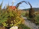physocarpus Dart's Gold