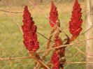 rhus typhina Laciniata