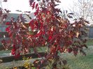 quercus Rubra