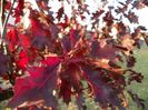 quercus Rubra