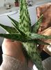 Aloe simale