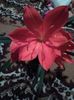 received_251679535354776