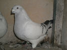 BABANU