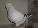 MALAU