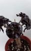 Aeonium  arboreum atropurpure