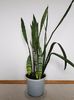 Sansevieria trifasciata-dupa divizare si replantare