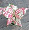 Aglaonema-Splash-3-Color