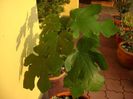 3 Smochini impletiti