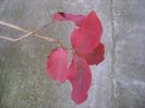 Lonicera sempervirens Dropmore Scarlet