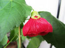 Abutilon din seminte(6-XI-2017)