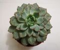 Echeveria Hercule