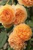 5c62d626024e45b7f7883a2dc7d1029a--english-roses-ranunculus