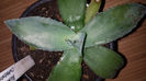 Agave Cupreata