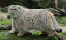 manul