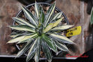 Agave Schidigera Striata