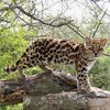 Margay