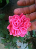 din samanta de.. Morsdag rosu..prima floare