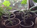 Evoluția butasi de lavanda in interior 10 nov